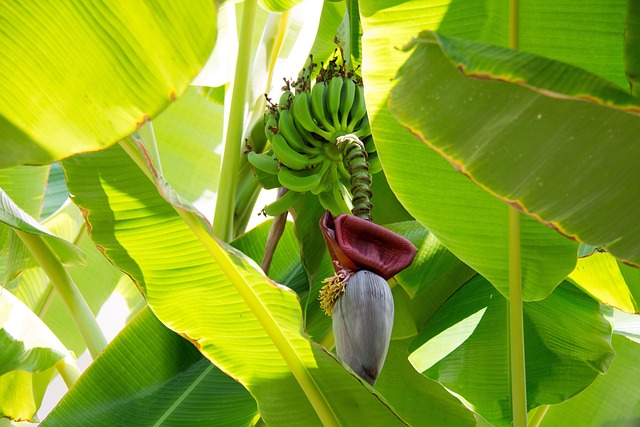 Ilustrasi pohon pisang beserta buah dan jantungnya. (pixabay)