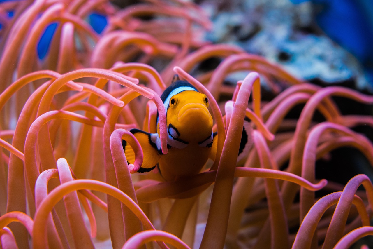 Ikan Badut atau sering dikenal dengan Ikan Nemo (pixabay)