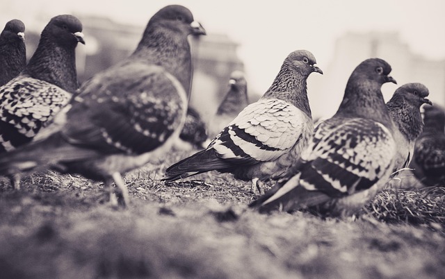 Ilustrasi segerombolan atau sekelompok Burung Merpati. (pixabay)