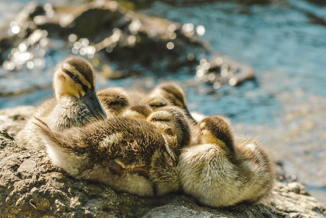 Sekelompok anak bebek yang berada di tepi sungai. (pixabay)