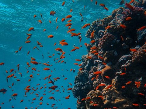 Ilustrasi biota laut (Pixabay)
