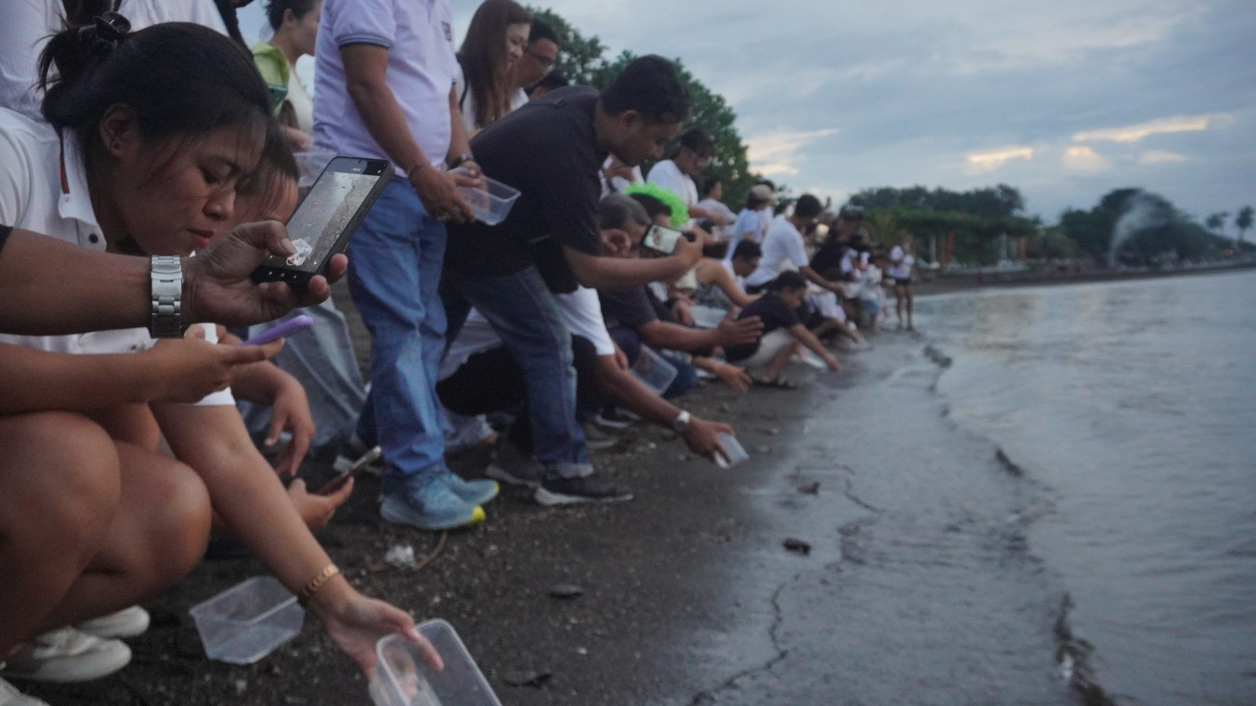 Suasana pelepasan tukik di pantai Lovina Haven Beach (Dok.MC Kab.Buleleng) 