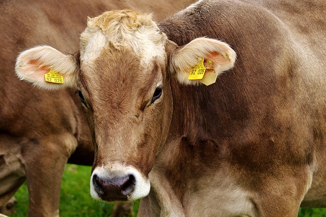 Sapi adalah salah satu hewan yang sering digunakan untuk berkurban di hari raya Idul Adha. (pixabay)