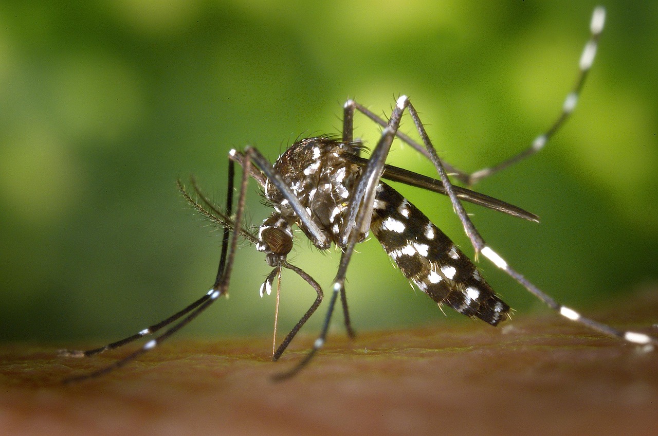 Aedes aegypti merupakan jenis nyamuk kosmopolitan yang dapat membawa virus dengue penyebab penyakit demam berdarah. (pixabay)
